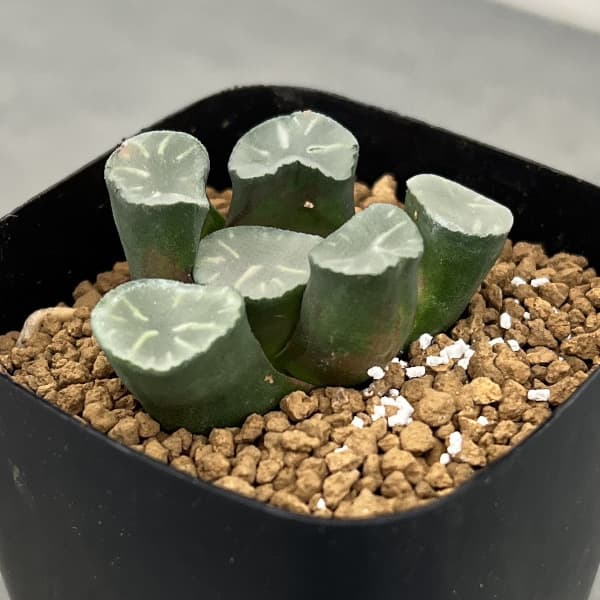 観葉植物/ハオルチア：万象2.5号...