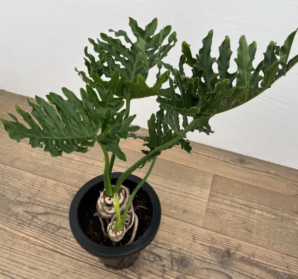 観葉植物/フィロデンドロン：ホープ　7号鉢植え*