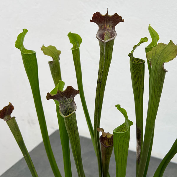 観葉植物/[棚卸セール]サラセニア：アラータ パープルスロート CK 3号ポット