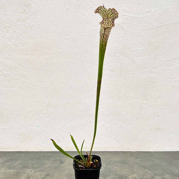 観葉植物/サラセニア：HFC-20...