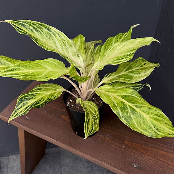 観葉植物/アグラオネマ：ホワイトパナマ 4号鉢入り