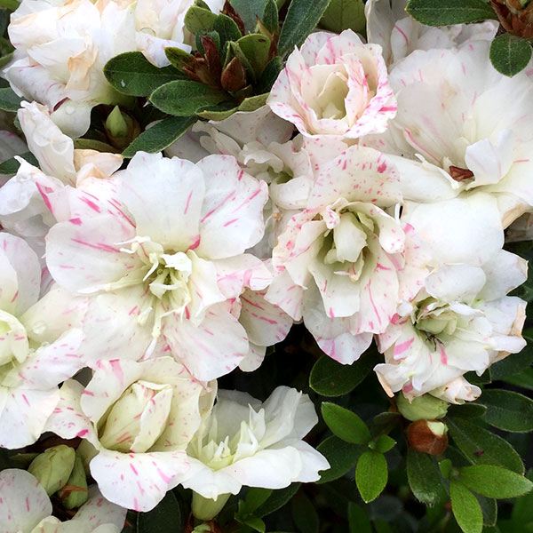 ���� ���ڤ���/���ĥ��ĥĥ�������ϩ�ӡʤ������ˤ�����5��ݥå�5�����å�