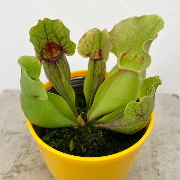 観葉植物/サラセニア　3.5号のサムネイル