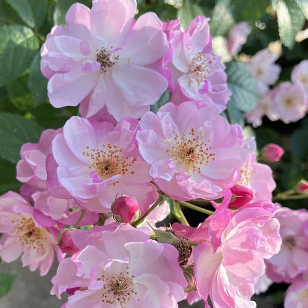 バラの苗/つるバラ：ラベンダーシル...