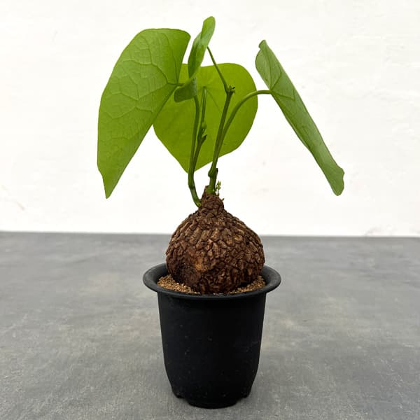 楽天市場】塊根植物 ステファニア ヴェノサの通販