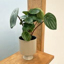 観葉植物/ぺぺロミア:サンデルシー4号 フレヤ14H入り