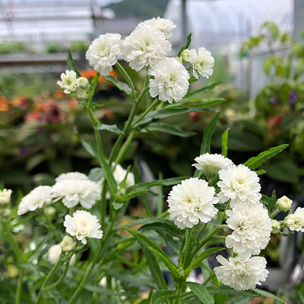 草花の苗/アキレア：ノブレッサ3号ポット*