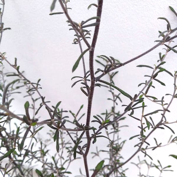 ݥͥå ץ饹㤨֤/ޥꥷС3ݥåȡפβǤʤ482ߤˤʤޤ