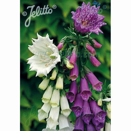 草花の苗/ジギタリス：モンストローサ 花色見計らい3号ポット