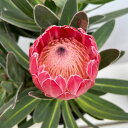 花木 庭木の苗/プロテア:スペシャルピンクアイス 5号鉢植え