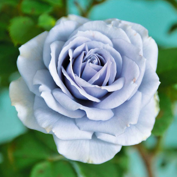 楽天市場】青バラ 苗の通販