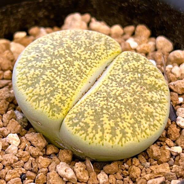 観葉植物/リトープス：黄日輪玉（きにちりんぎょく）2.5号鉢植え