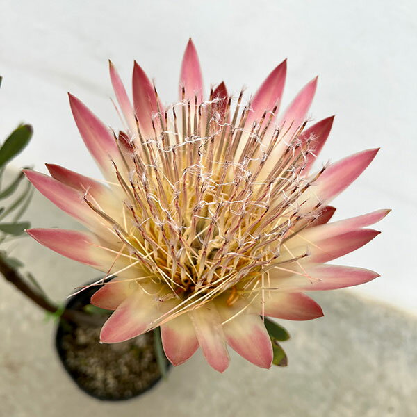 花木 庭木の苗/プロテア：ルビーブラッシュ　7号25-01のサムネイル