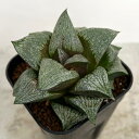 観葉植物/ハオルチア:スプレンデンス交配実生 2.5号スクエア鉢