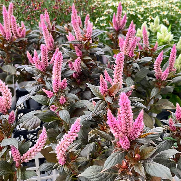 草花の苗/セロシア：ワイルドピンク3-3.5号ポットのサムネイル