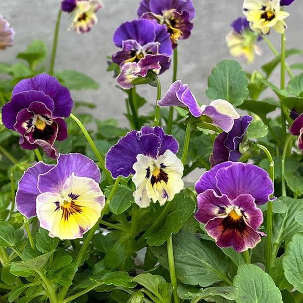 草花の苗/MSKガーデン中大輪フリンジパンジー：フレンチカンカン コバルトブルーバイカラー3号ポット 6株セット