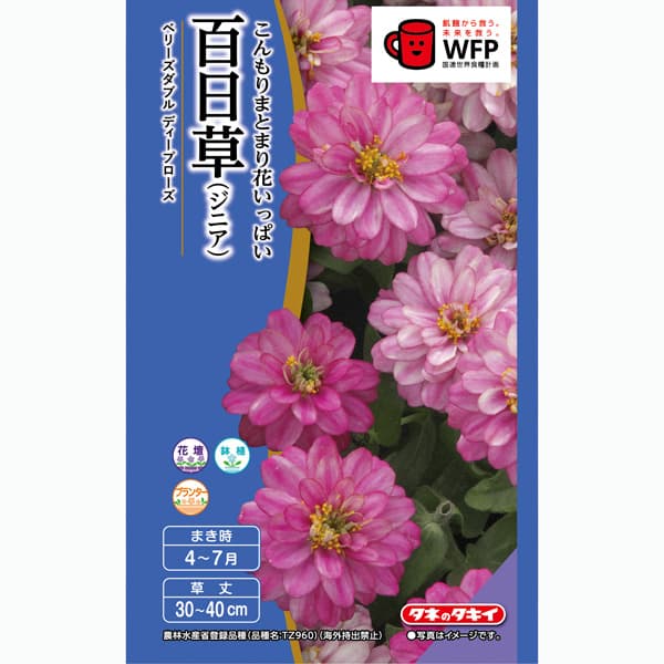 百日草（ジニア）：ベリーズダブル ディープローズ（半八重）[タキイ 花タネ]