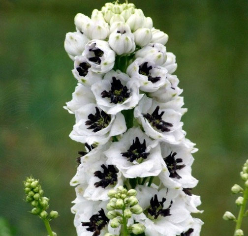 草花の苗/デルフィニウム：パーシヴァル3.5号ポットのサムネイル