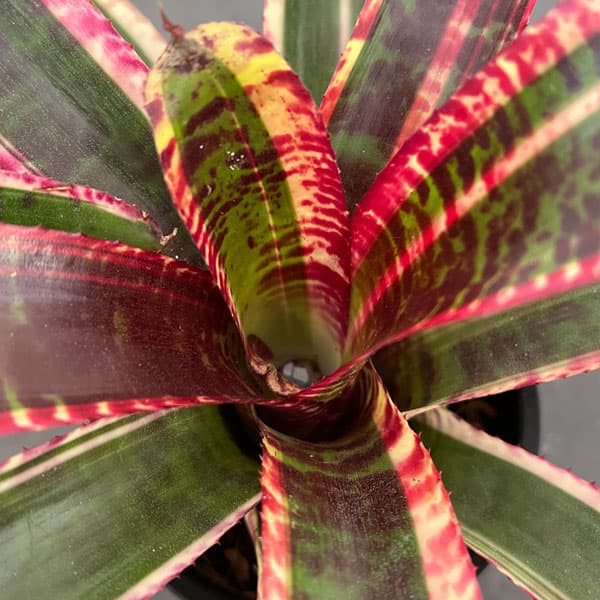 տʪ/ͥ쥲ꥢ륷եʥ륷ե 3