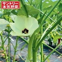 野菜の苗/丸とろオクラ号ポット