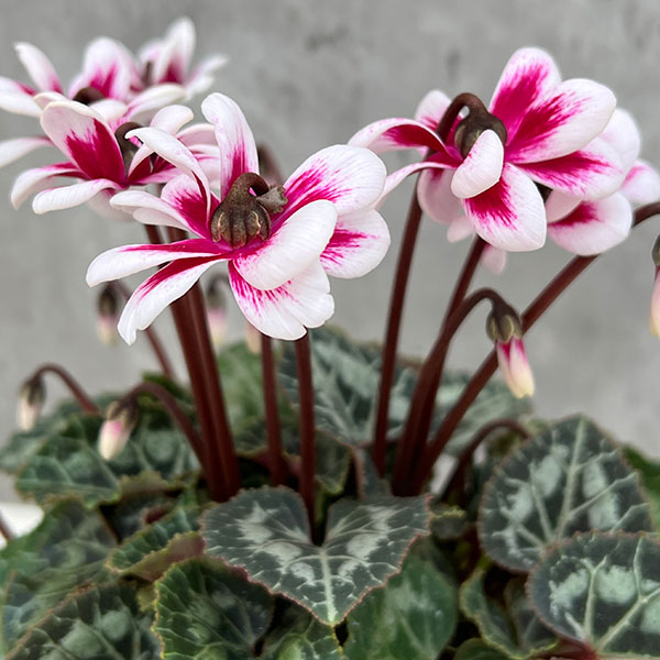 草花の苗/八重シクラメン：チモ ピコティレッド（赤）3号ポット