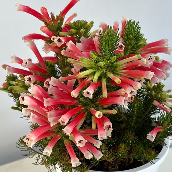 （わけあり特価）エリカ：ベスティタレッドスプライト4.5号鉢植え