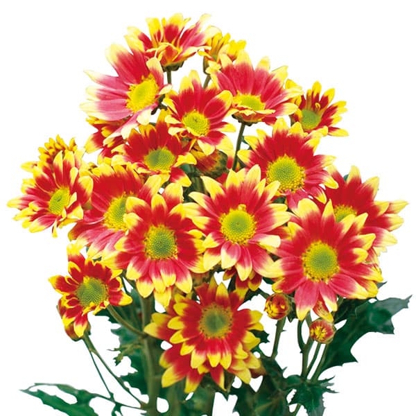 草花の苗/5月咲きカラフル小菊：ニッキー2.5号ポット[5月頃から開花する早咲きキク]