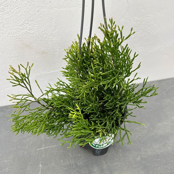 観葉植物/リプサリス：ハティオラ　4号吊り鉢のサムネイル
