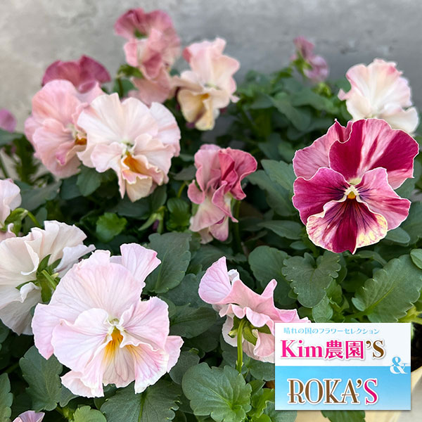 草花の苗/Kim農園さんのパンジービオラ：キャンティ小春3.5号ポットのサムネイル
