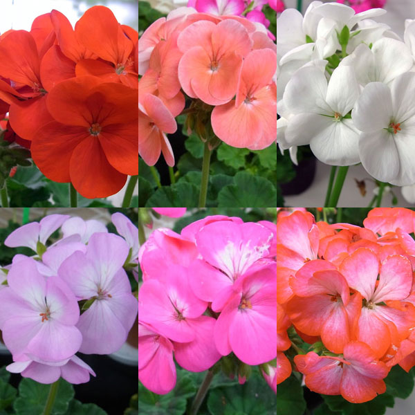 草花の苗/（わけあり特価）ゼラニウム：ナノ 花色おまかせ3号ポット