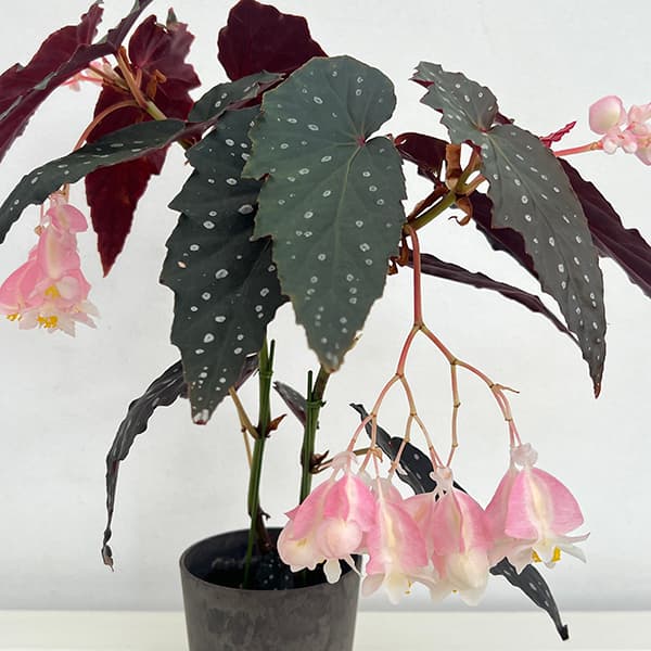 観葉植物/ベゴニア：シャロン シーラート 4号鉢植え