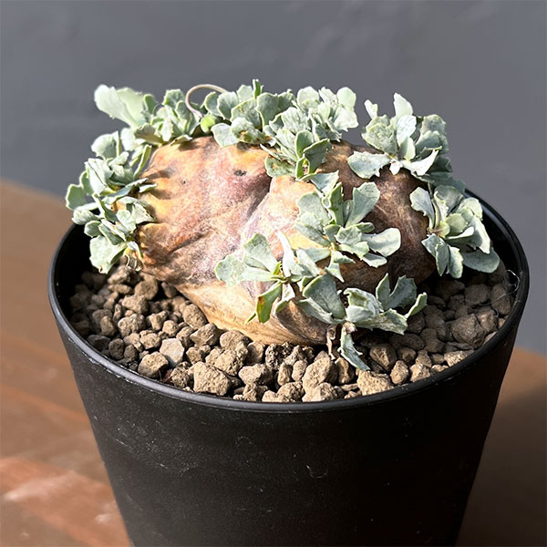 観葉植物/[ザ・ファームセレクト]オトンナ：カカリオイデス 3号鉢植え*