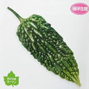 野菜の苗/ゴーヤ(苦瓜・ニガウリ):サラダゴーヤー3号ポット 6株セット