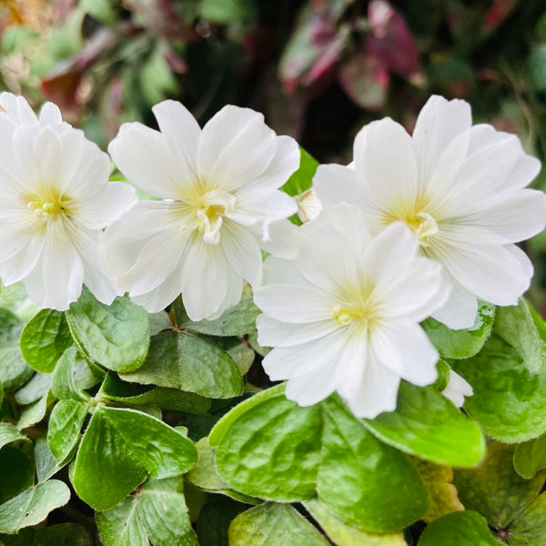 山野草の苗/カタバミ：八重咲ミヤマカタバミ3号ポット[今季開花終了株]のサムネイル