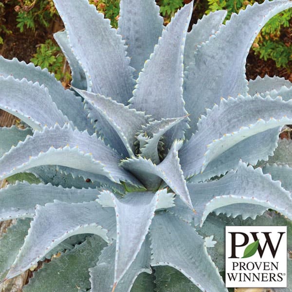 観葉植物/マンガベ：シルバーフォックス3号ポット