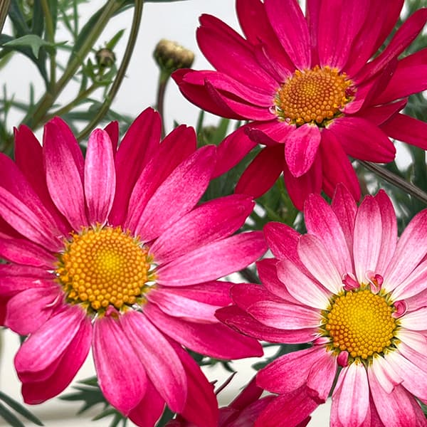 草花の苗/マーガレット：スマッシュ...