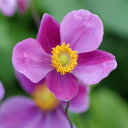 草花の苗/シュウメイギク(秋明菊):ハドスペンアバンダンス4号ポット