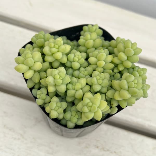 観葉植物/セダム：シンタマツヅリ　3号ポットのサムネイル