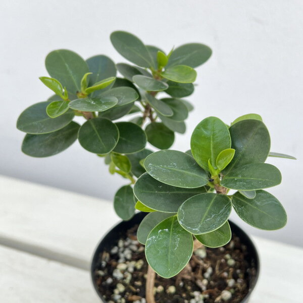 楽天市場】希少種 パンダガジュマルの通販