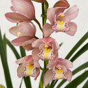 (わけあり特価)テーブルシンビジウム:サクラサク2本立ち 5号鉢植え(皿付き)