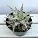 観葉植物/アロエ:ブリザード 4号鉢植え