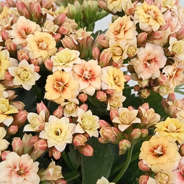 楽天市場】カランコエ（花・観葉植物｜花・ガーデン・DIY）の通販