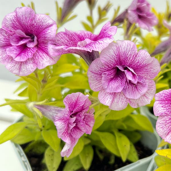 草花の苗/ペチュニア：いちごタルト3.5号ポット