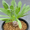観葉植物/オトンナ:レピドカウリス 2.5号鉢
