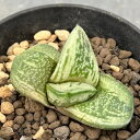 観葉植物/ガステリア:磯松臥牛 3号鉢植え