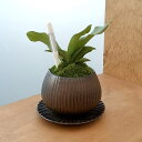観葉植物/オモト(万年青):出世実生・鉢植え/ラピスボウルブロンズ・サスティー付