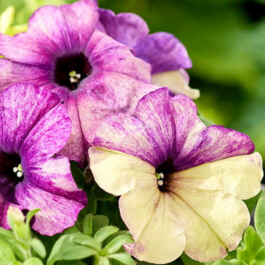 草花の苗/ペチュニア：シェイク　ブルーベリー3.5号ポットのサムネイル