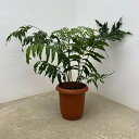 観葉植物/シダ:リュウビンタイ 7号鉢植え