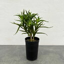 観葉植物/アロエ:デラエティ 3号鉢植え