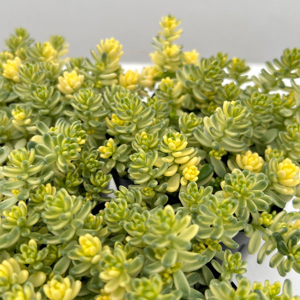 観葉植物/セダム：斑入りタイトゴメ3号ポット*のサムネイル